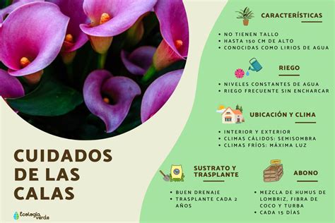 esquema de cuidados de lirios cortados