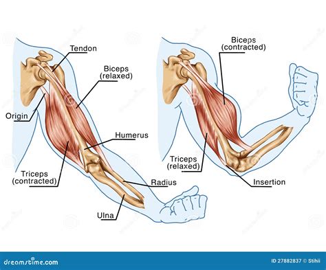 diagrama del sistema tríceps y hombro