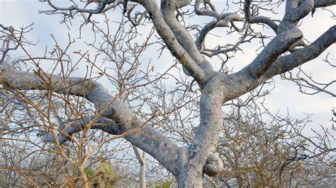 árbol Palo Santo en selva