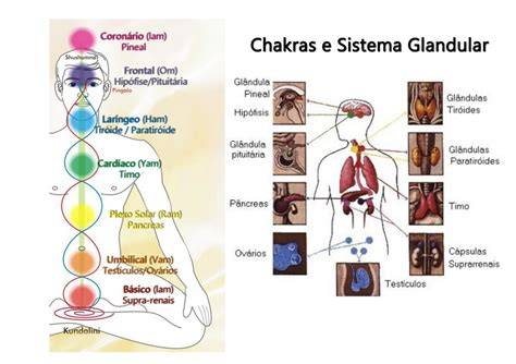 imagen de chakras y glándulas endocrinas