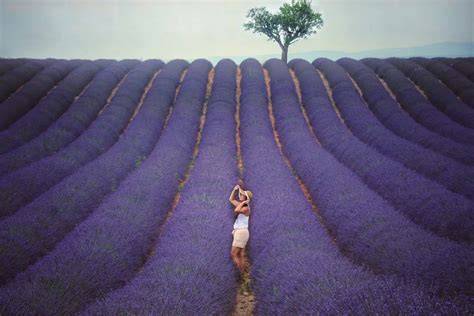 tema de lavanda envolvente y pasaje hacia la estatua