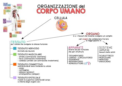 Infografica: organi,embriogenesi e rasayana