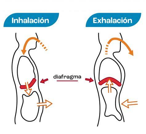 Infografía de diafragma y respiración nasal