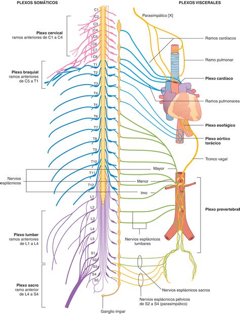 Diagrama de torsiones y plexos energéticos