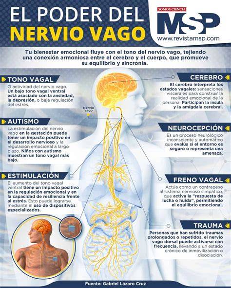 Ruta del nervio vago en flexiones