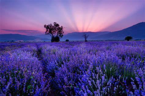campo de lavanda en Toscana (imagen paisaje)