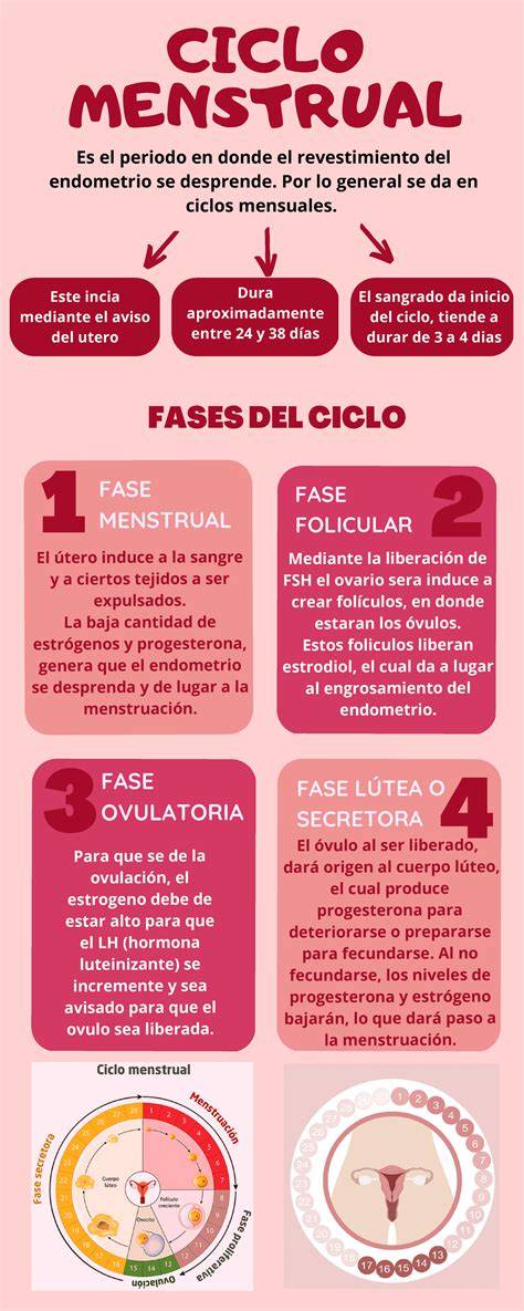 infografía: ciclo menstrual y doshas