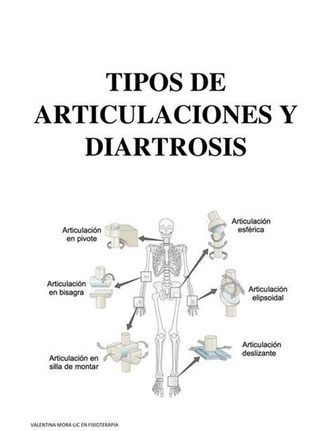 ilustración de articulaciones y diartrosis