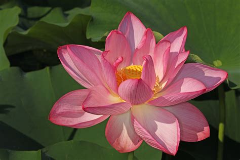 Nam-myoho-renge-kyo visualización y flor de loto