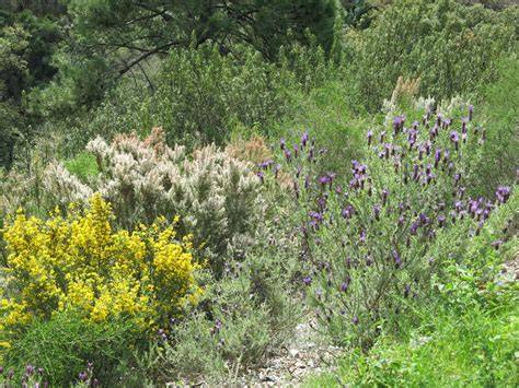 plantas mediterráneas diversidad y usos