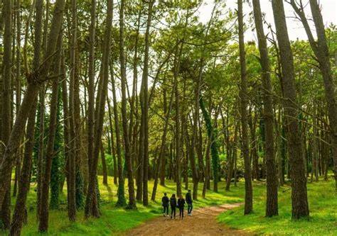 bosque energético y sitios megalíticos de Sardegna