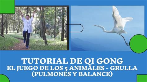 infografía de Qi Gong y 5 animales