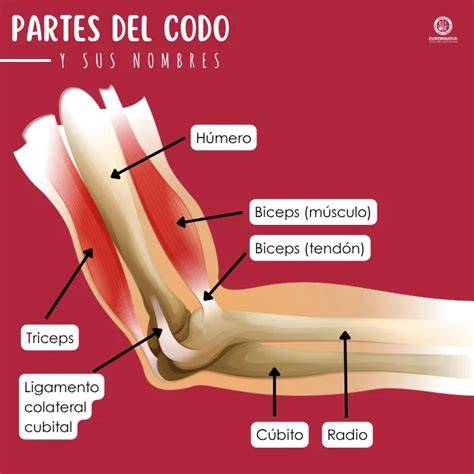 infograf�a de anatomía del codo y tendones