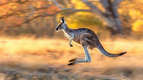 Imagen de canguro saltando en paisaje australiano