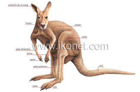 Esquema de anatomía del canguro destacando patas y cola
