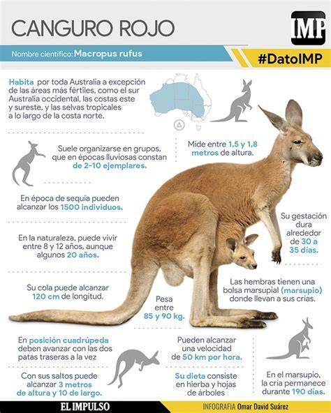 Esquema de salto del canguro en diferentes direcciones