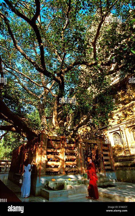 Immagine del Bodhi Tree e Mahabodhi