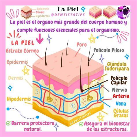 ilustración de la piel como frontera interior exterior