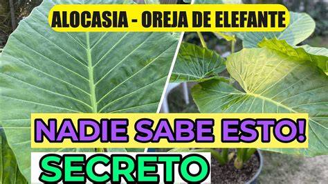 oreja de elefante beneficios visuales