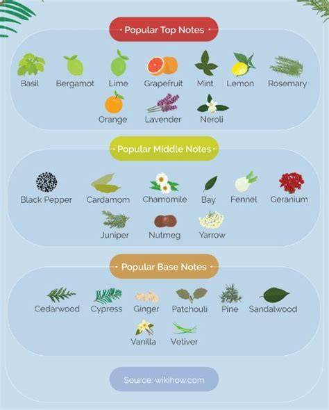 diagram of sandalwood and forest notes