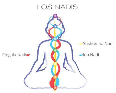 infografÍa de nadis y prana