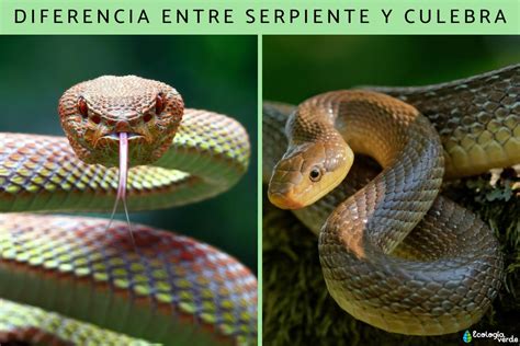 cobra baja comparando esfinge y cobra