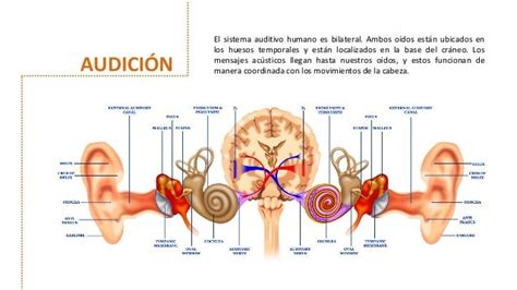 Esquema de procesamiento auditivo bilateral
