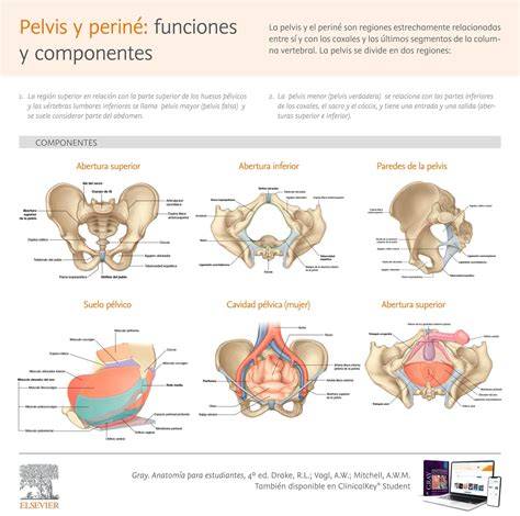 infografica_musculos_pelvicos