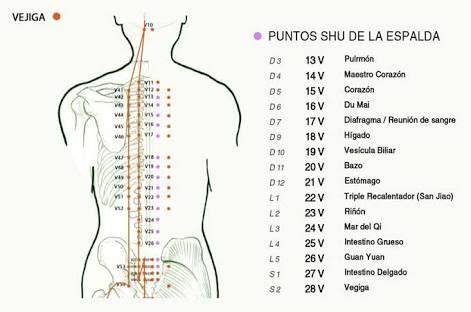Punto Shu dorsal del estómago y su relación con el Qi
