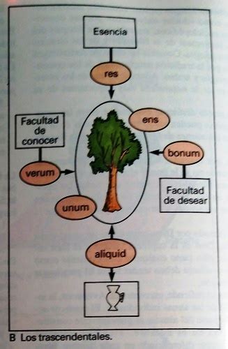 diagrama de trascendentales y ente