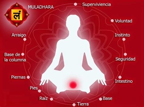 diagrama del chakra Muladhara y sus pétalos
