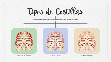 Gráfica de costillas y esternón para entender la parrilla torácica