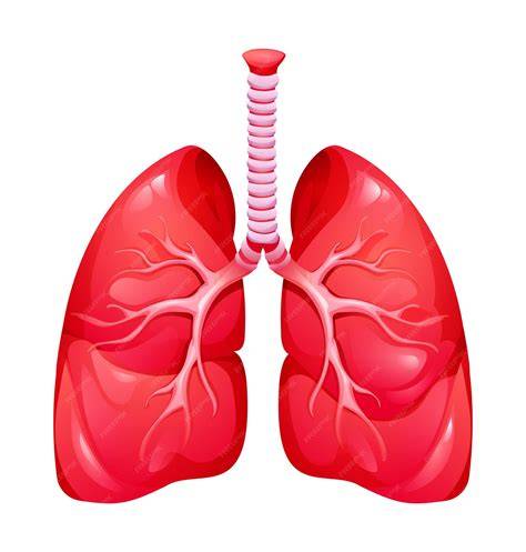 Ilustración de Dipnoo: anatomía y órganos respiratorios