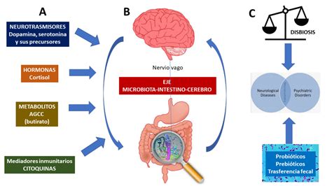 infografico eje microbiota intestino cerebro