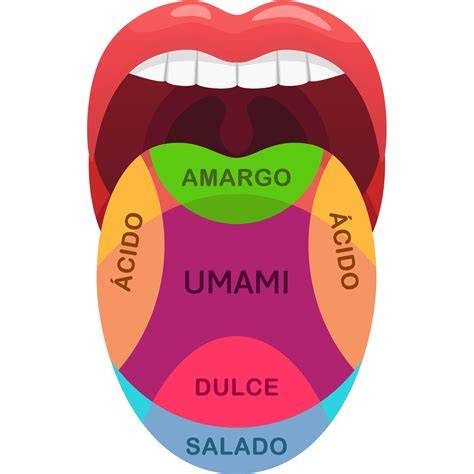Diagrama de sabores y cualidades por dosha