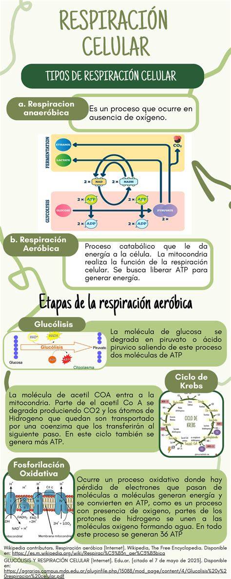 infografía etapas de la respiración y mindfulness