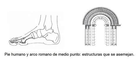 estructura del pie y arcos plantares