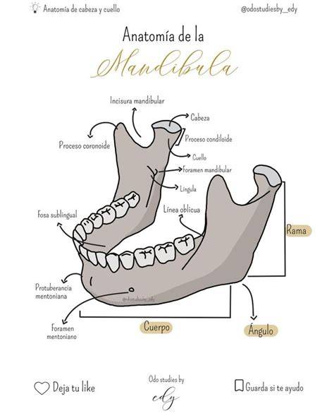 diagrama de rutas de cuello y mandíbula