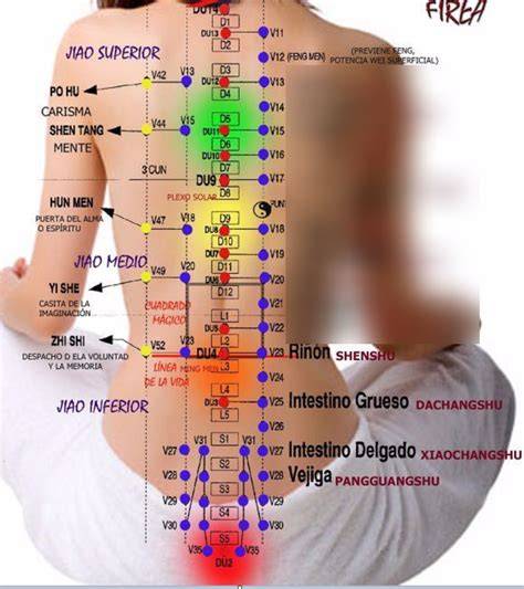 Esquema de ubicación de puntos Shu dorsales