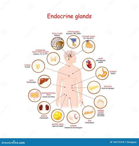 ilustración de glándulas endocrinas y flujo sanguíneo