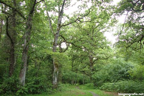 bosque de robles y casales de piedra