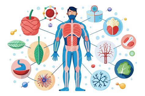 Diagrama de la fisiologia energetica
