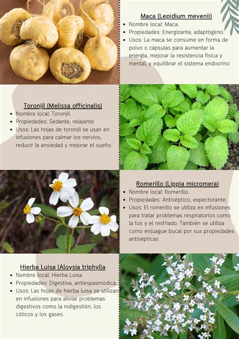 tendencias de plantas medicinales en MTC