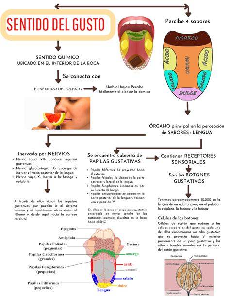 esquema conceptual de la fisiología del gusto