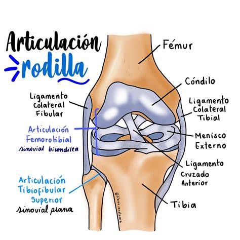 infografico: articulación de rodilla y beneficios del yoga