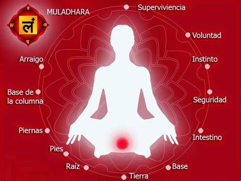 mapa de ubicación del primer chakra en la columna