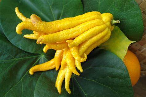 Ilustración de mano de Buddha como fruta curiosa