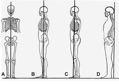 Gráficos de cadena muscular y alineación corporal