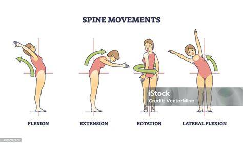 movimiento de la columna dorsal con rotación torácica