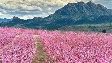 gráficos de floración sakura y rutas de autostop